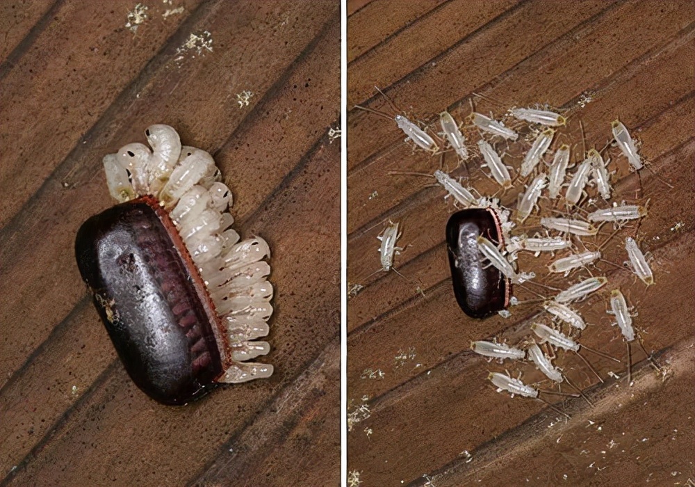 带卵鞘的蟑螂图片