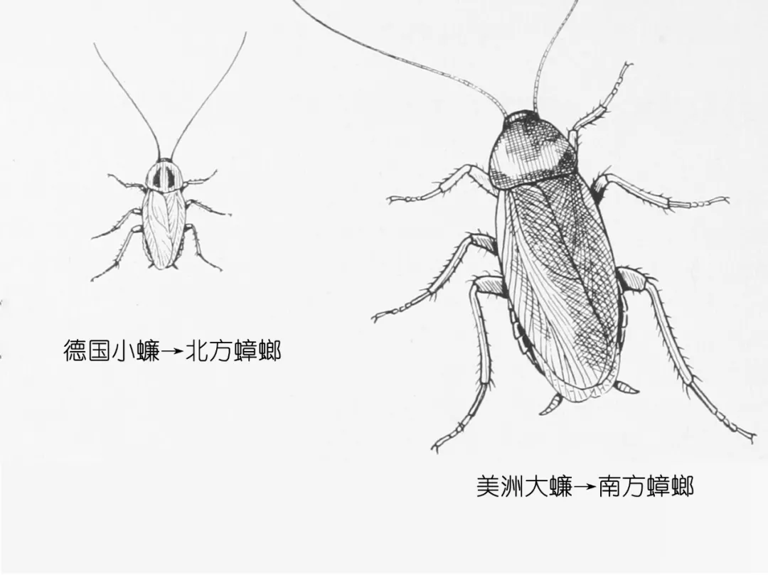 楼层这么高，为什么蟑螂仍能飞檐走壁，寄居室内？