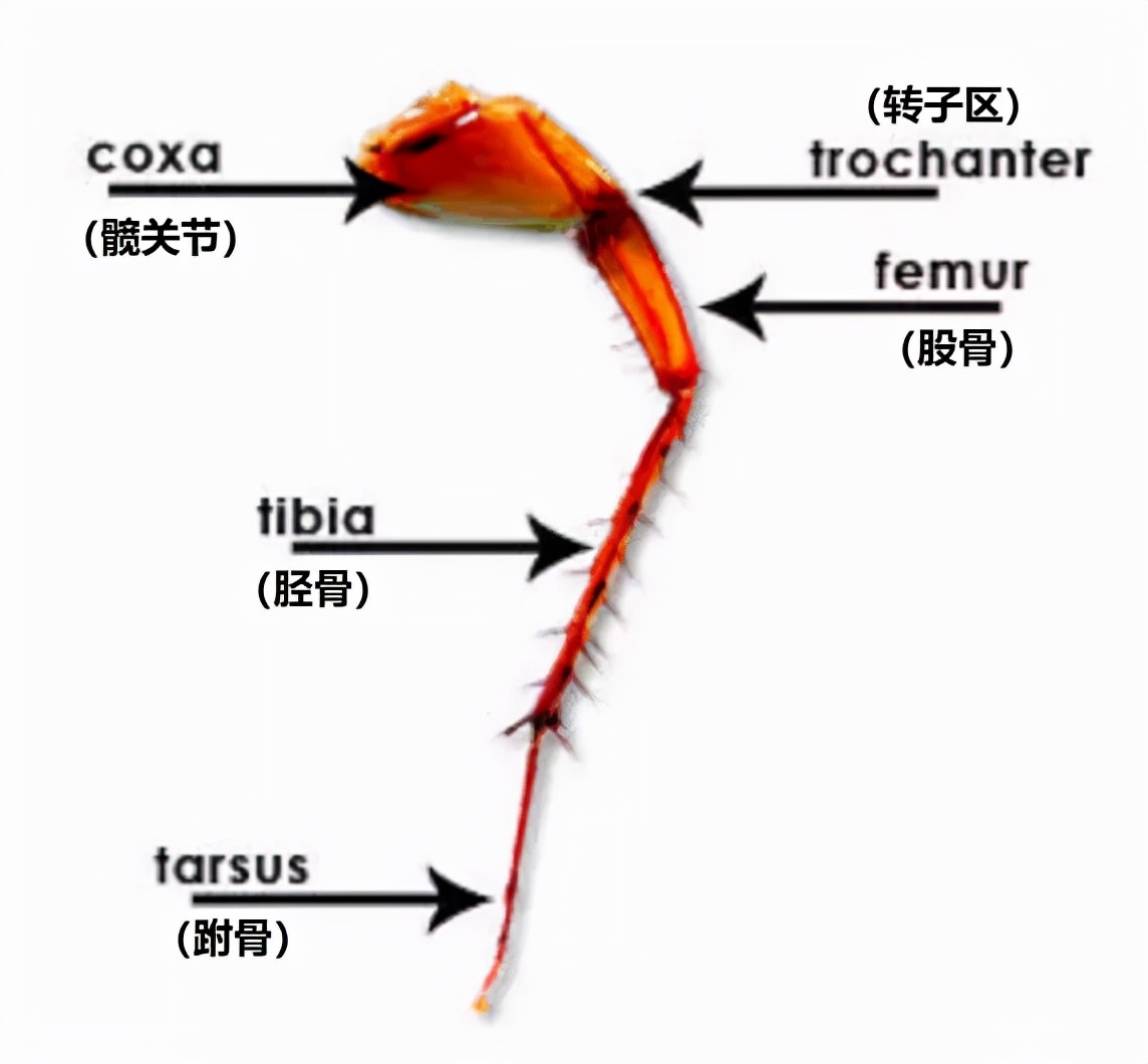 楼层这么高，为什么蟑螂仍能飞檐走壁，寄居室内？